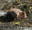 Isle of Mull<br>
Sea Otter